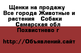 Щенки на продажу - Все города Животные и растения » Собаки   . Самарская обл.,Похвистнево г.